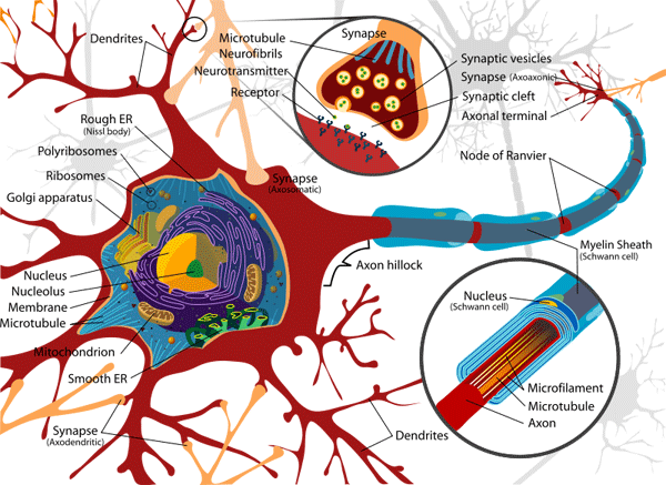 schematické znázornění struktury neuronu (ilustrační obrázek: wikipedia.org)