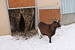 Open goat