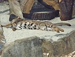 Gepardí mláďátko vypadá jako malá kočka