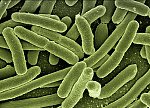 Tajemství mikroorganismů (Ilustrační obrázek: Gerd Altmann / Pixabay)