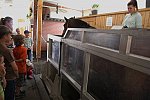 Rehabilitační klinika pro koně v Hrobicích