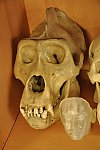 Návštěva Ústavu antropologie PřF, laboratoře morfologie a forenzní antropologie (Klub dětí ZŠ Křídlovická)