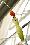 Klub v botanické zahradě (Klub dětí ZŠ Křídlovická)