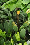 Klub v botanické zahradě (Klub dětí ZŠ Křídlovická)