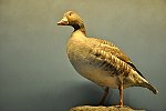 Fauna Moravy (Klub dětí ZŠ Křídlovická)