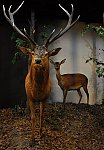 Fauna Moravy (Klub dětí ZŠ Křídlovická)
