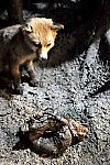 Fauna Moravy (Klub dětí ZŠ Křídlovická)