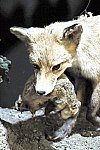 Fauna Moravy (Klub dětí ZŠ Křídlovická)