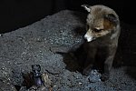Fauna Moravy (Klub dětí ZŠ Křídlovická)