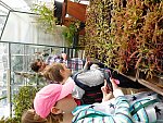Komentovaná exkurze do Botanického parku UJEP za masožravkami s poznávací stezkou (KND Oříšek, Děčín)